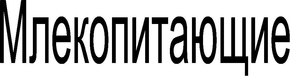Млекопитающие