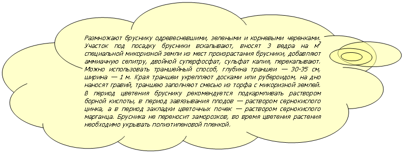 �������-������: ���������� �������� ��������������, �������� � ��������� ���������. ������� ��� ������� �������� ����������, ������ 3 ����� �� �2 ��������-��� ���������� ����� �� ���� ������������� ��������, ��������� ��������� �������, ������� �����������, ������� �����, ������������. ����� ������������ ���������� ������, ������� ������� � 30-35 ��, ������ � 1 �. ���� ������� ��������� ������� ��� ����������, �� ��� ������� ������, ������� ��������� ������ �� ����� � ���������� ������. � ������ �������� �������� ������������� ������������� ��������� ������ �������, � ������ ����������� ������ � ��������� ������������ �����, � � ������ �������� ��������� ����� � ��������� ������������ ��������. �������� �� ��������� ����������, �� ����� �������� �������� ���������� �������� �������������� �������.