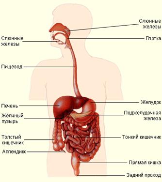 http://www.ebio.ru/images/07020602.gif