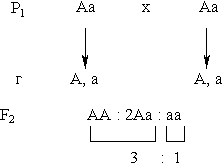 http://d3dxadmpi0hxcu.cloudfront.net/goods/ymk/biology/work3/theory/3/2.gif