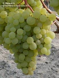 http://myvinogradnik.ru/wp-content/uploads/2013/02/vin-378.jpg