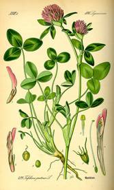 http://biosimples.com/images/Trifolium_pratense.jpg