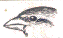 http://www.birdsbb.ru/ash/img/7.jpg