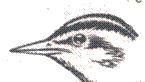 http://www.birdsbb.ru/ash/img/7.jpg