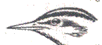 http://www.birdsbb.ru/ash/img/7.jpg