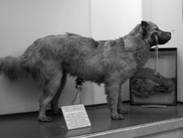 pavlovs_dog.jpg