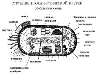 http://bio.fizteh.ru/student/files/biology/biolections/lection07/fig03.jpg