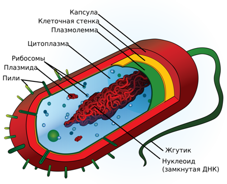 C:\Users\233222\Desktop\2000px-Average_prokaryote_cell-_ru.svg.png