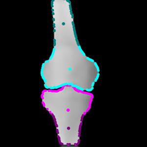 anatomy