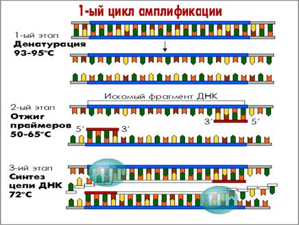 pcr2.gif