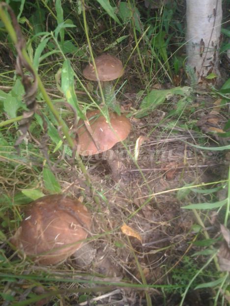http://kladraz.ru/upload/blogs/4016_090a38f57afab2712a970f8ac06d9fca.jpg