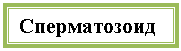 Подпись: Сперматозоид