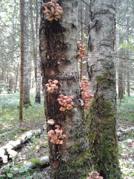 http://kladraz.ru/upload/blogs/4016_728ea0b3935dc1d515ef4726806c131b.jpg
