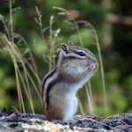 http://www.sayanring.ru/static/cache/images/tour/0202/chipmunk_by_fedoseev_alexander_150x150.jpg