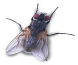 exp_insect050