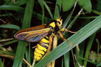 Sesia apiformis - ��� �������, ���������