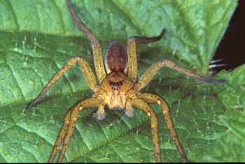 Dolomedes fimbriatus, ����