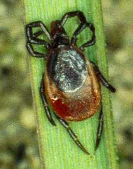 ����, Ixodes ricinus