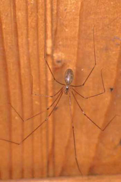 Daddy-longleg,