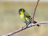 http://www.birds.kz/photos/0011/001/00110032701.jpg