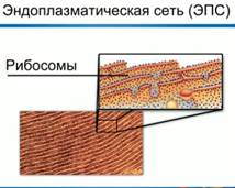 http://dp-adilet.kz/wp-content/img/1/e9703c10_f60b_0130_8a1f_12313d0128c8.jpg