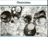 http://dp-adilet.kz/wp-content/img/1/eb0befb0_f60b_0130_8a21_12313d0128c8.jpg