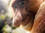 Probo_monkey