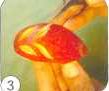 http://tamada70.ru/fotogr/recepti_carving/k051.jpg