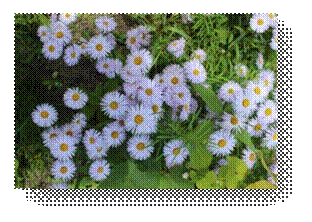 C:\Users\Пользователь\Desktop\ЭКОЛОГИЧЕСКИЕ ФОТО\IMG_3040.JPG