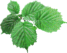 http://pngimg.com/upload/green_leaves_PNG3669.png