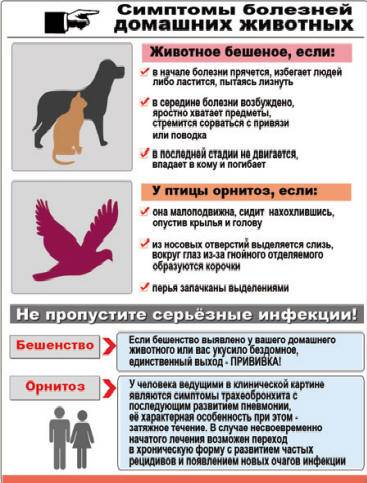 http://gnclicei.brest.by/Beshenstvo_2012-2016/Bolezni-givotnix.jpg