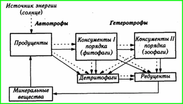 http://eko-systems23.ru/wp-content/uploads/2015/8/7-2-jekosistema-ee-komponenty-struktura-cepi_1.gif