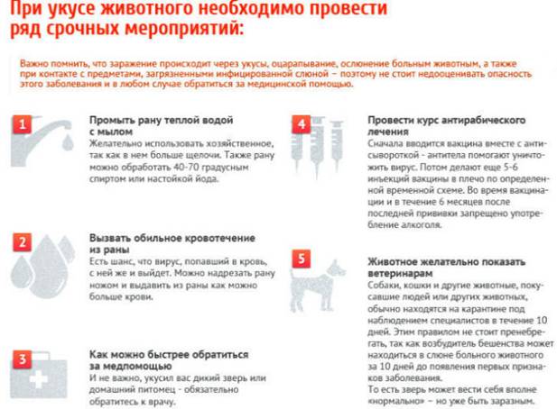 http://gnclicei.brest.by/Beshenstvo_2012-2016/animal_bite_infogr_upd3(1).jpg