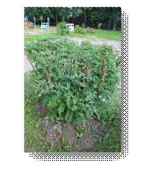 C:\Users\Пользователь\Desktop\ЭКОЛОГИЧЕСКИЕ ФОТО\IMG_3030.JPG