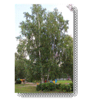 C:\Users\Пользователь\Desktop\ЭКОЛОГИЧЕСКИЕ ФОТО\IMG_3026.JPG