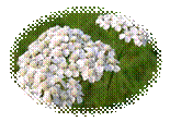 http://travdom.ru/wp-content/uploads/2011/06/cvety-tysyachelistnika.jpg