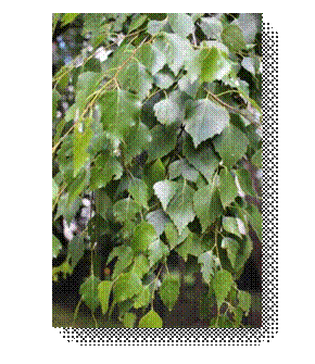 C:\Users\Пользователь\Desktop\ЭКОЛОГИЧЕСКИЕ ФОТО\IMG_3038.JPG