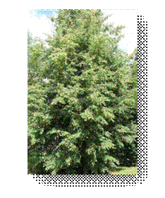 C:\Users\Пользователь\Desktop\ЭКОЛОГИЧЕСКИЕ ФОТО\IMG_3043.JPG