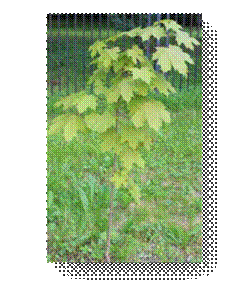 C:\Users\Пользователь\Desktop\ЭКОЛОГИЧЕСКИЕ ФОТО\IMG_3034.JPG
