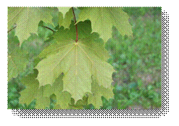 C:\Users\Пользователь\Desktop\ЭКОЛОГИЧЕСКИЕ ФОТО\IMG_3035.JPG