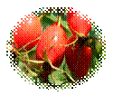 http://hronika.info/uploads/posts/2014-10/1414488117_shipovnik.jpg