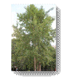C:\Users\Пользователь\Desktop\ЭКОЛОГИЧЕСКИЕ ФОТО\IMG_3029.JPG