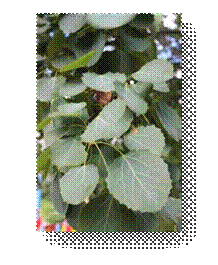 C:\Users\Пользователь\Desktop\ЭКОЛОГИЧЕСКИЕ ФОТО\IMG_3036.JPG