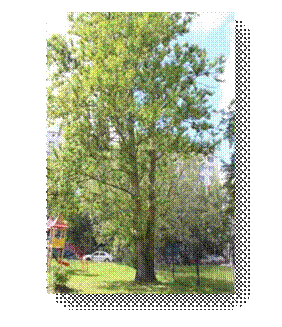 C:\Users\Пользователь\Desktop\ЭКОЛОГИЧЕСКИЕ ФОТО\IMG_3052.JPG