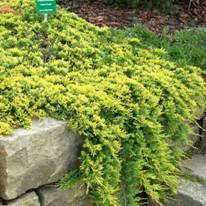 http://voodland.club/images/stories/virtuemart/product/golden_carpet1.jpg