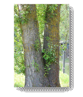 C:\Users\Пользователь\Desktop\ЭКОЛОГИЧЕСКИЕ ФОТО\IMG_3053.JPG