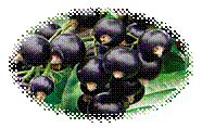 http://zelenplaneta.ru/uploads/posts/2009-05/1242131829_dbimage.aspx.jpg