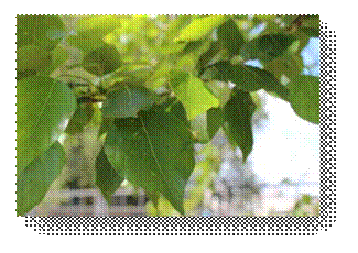 C:\Users\Пользователь\Desktop\ЭКОЛОГИЧЕСКИЕ ФОТО\IMG_3054.JPG