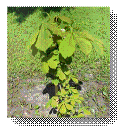C:\Users\Пользователь\Desktop\ЭКОЛОГИЧЕСКИЕ ФОТО\IMG_3046.JPG