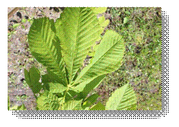 C:\Users\Пользователь\Desktop\ЭКОЛОГИЧЕСКИЕ ФОТО\IMG_3047.JPG